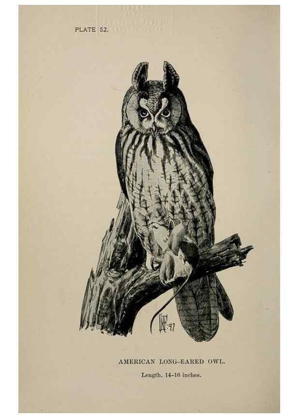 Reproducción/Reproduction 7180192953: Birdcraft :. New York :Macmillan Co.,c1897.