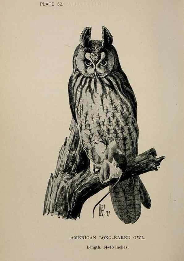 Reproducción/Reproduction 7180192953: Birdcraft :. New York :Macmillan Co.,c1897.