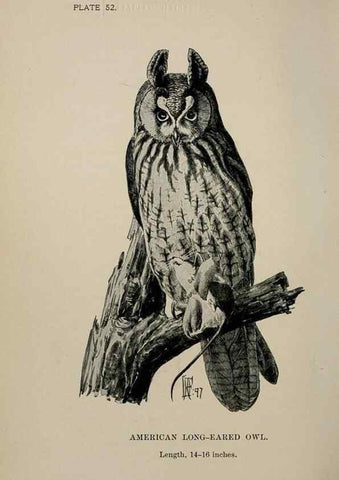Reproducción/Reproduction 7180192953: Birdcraft :. New York :Macmillan Co.,c1897.