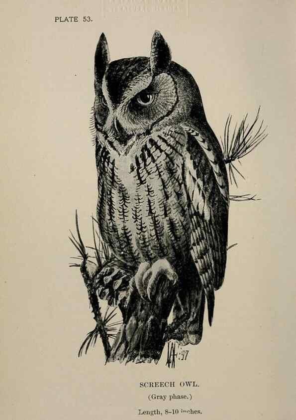 Reproducción/Reproduction 7180194337: Birdcraft :. New York :Macmillan Co.,c1897.