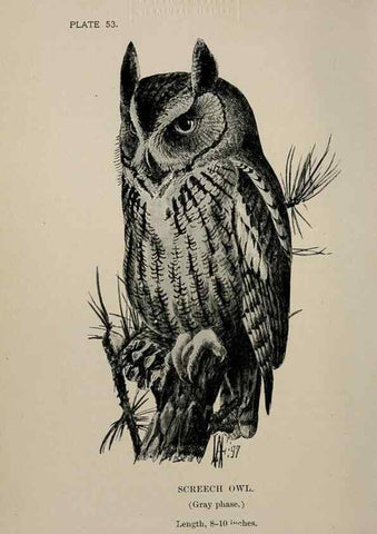 Reproducción/Reproduction 7180194337: Birdcraft :. New York :Macmillan Co.,c1897.