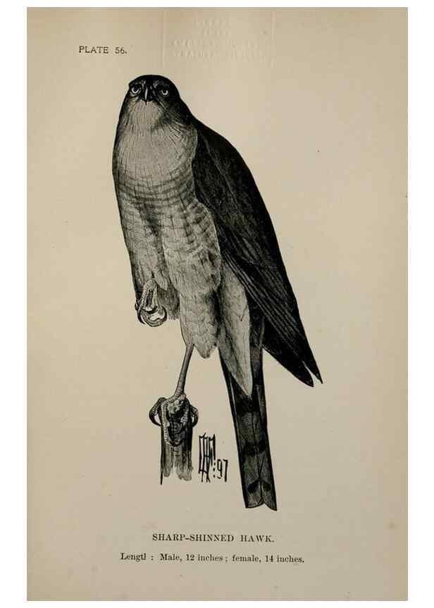 Reproducción/Reproduction 7365426284: Birdcraft :. New York :Macmillan Co.,c1897.