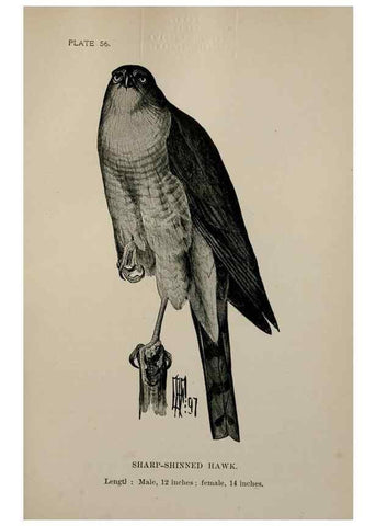 Reproducción/Reproduction 7365426284: Birdcraft :. New York :Macmillan Co.,c1897.