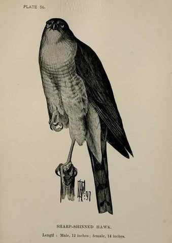 Reproducción/Reproduction 7365426284: Birdcraft :. New York :Macmillan Co.,c1897.