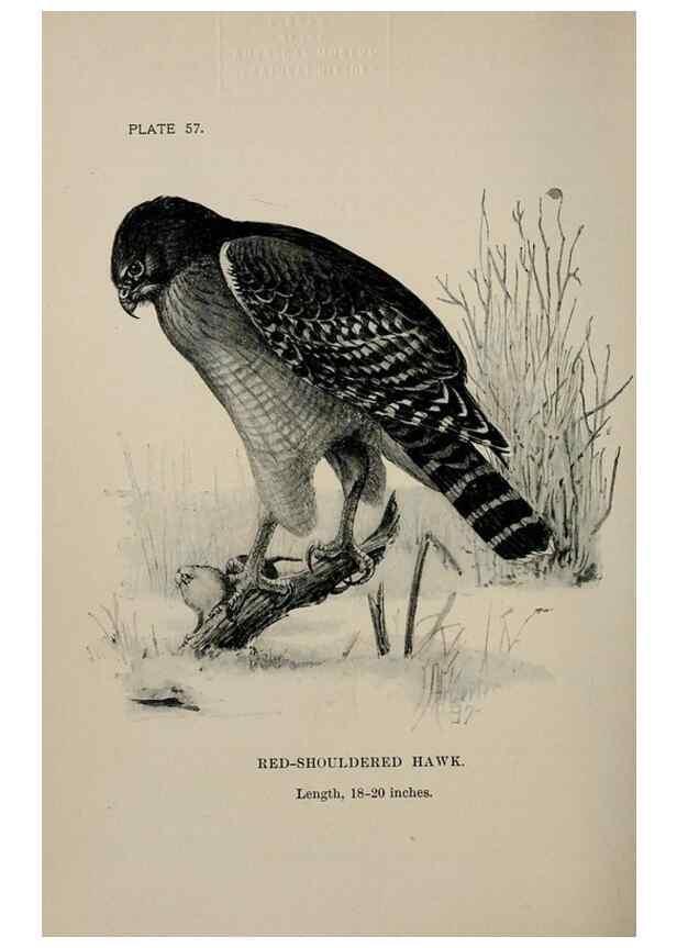 Reproducción/Reproduction 7365427946: Birdcraft :. New York :Macmillan Co.,c1897.