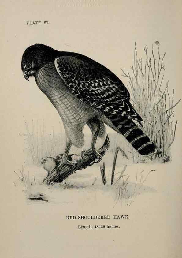 Reproducción/Reproduction 7365427946: Birdcraft :. New York :Macmillan Co.,c1897.