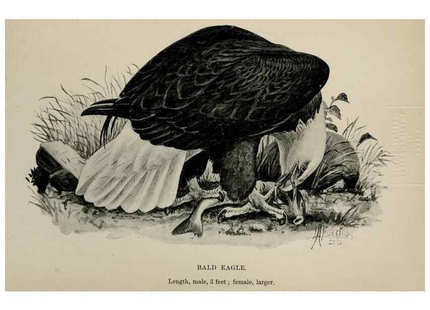 Reproducción/Reproduction 7180201679: Birdcraft :. New York :Macmillan Co.,c1897.