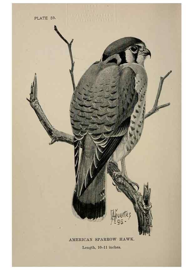 Reproducción/Reproduction 7180202717: Birdcraft :. New York :Macmillan Co.,c1897.