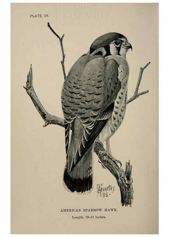 Reproducción/Reproduction 7180202717: Birdcraft :. New York :Macmillan Co.,c1897.