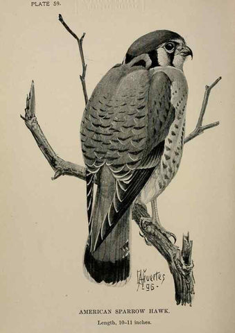 Reproducción/Reproduction 7180202717: Birdcraft :. New York :Macmillan Co.,c1897.