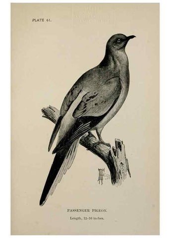 Reproducción/Reproduction 7180205259: Birdcraft :. New York :Macmillan Co.,c1897.