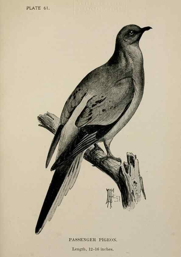 Reproducción/Reproduction 7180205259: Birdcraft :. New York :Macmillan Co.,c1897.