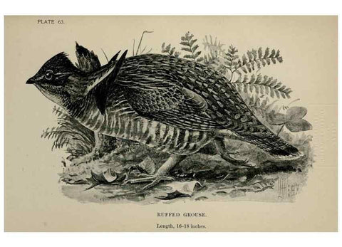 Reproducción/Reproduction 7180207833: Birdcraft :. New York :Macmillan Co.,c1897.