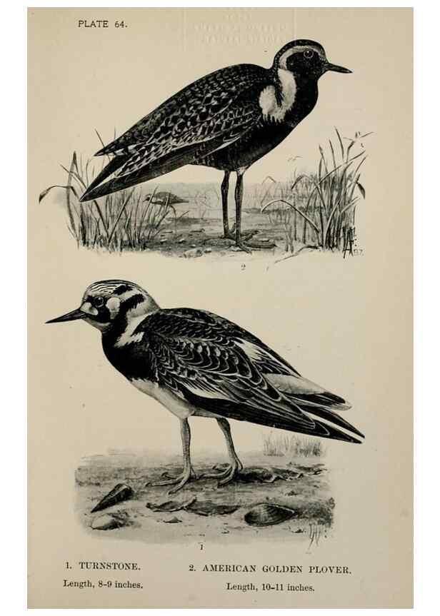 Reproducción/Reproduction 7180208915: Birdcraft :. New York :Macmillan Co.,c1897.