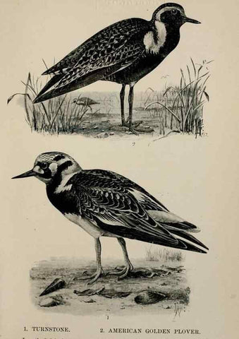 Reproducción/Reproduction 7180208915: Birdcraft :. New York :Macmillan Co.,c1897.