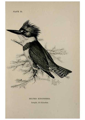 Reproducción/Reproduction 7180191511: Birdcraft :. New York :Macmillan Co.,c1897.