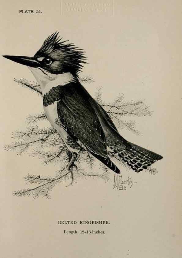 Reproducción/Reproduction 7180191511: Birdcraft :. New York :Macmillan Co.,c1897.