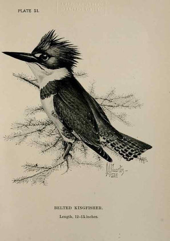 Reproducción/Reproduction 7180191511: Birdcraft :. New York :Macmillan Co.,c1897.