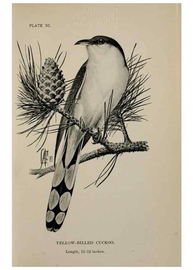Reproducción/Reproduction 7180190501: Birdcraft :. New York :Macmillan Co.,c1897.
