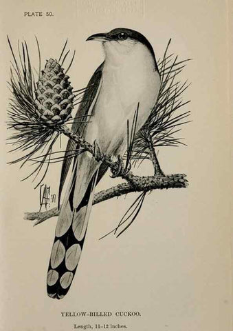 Reproducción/Reproduction 7180190501: Birdcraft :. New York :Macmillan Co.,c1897.