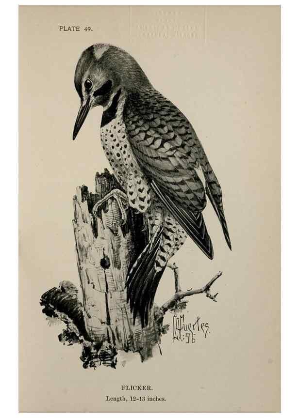 Reproducción/Reproduction 7365417234: Birdcraft :. New York :Macmillan Co.,c1897.