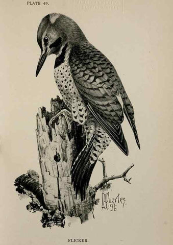 Reproducción/Reproduction 7365417234: Birdcraft :. New York :Macmillan Co.,c1897.