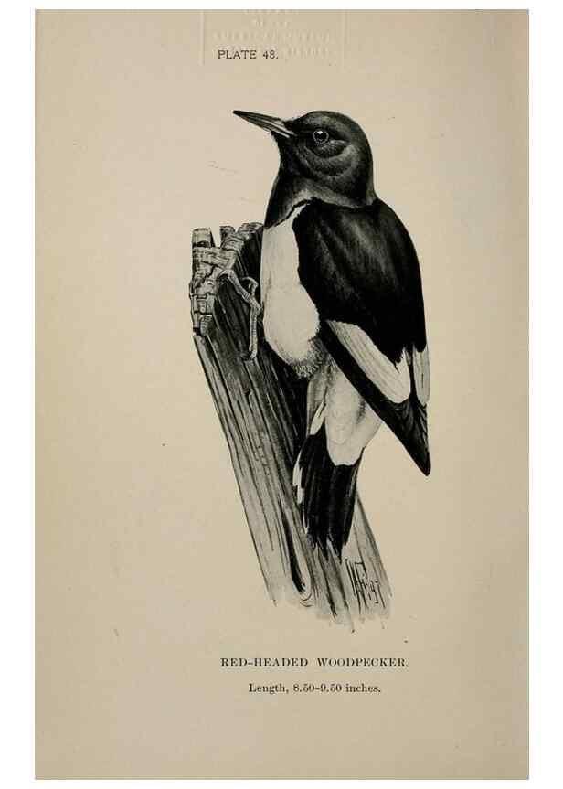 Reproducción/Reproduction 7365416240: Birdcraft :. New York :Macmillan Co.,c1897.