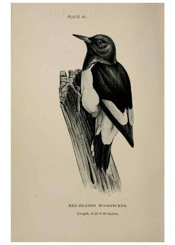 Reproducción/Reproduction 7365416240: Birdcraft :. New York :Macmillan Co.,c1897.
