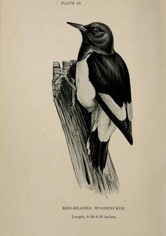 Reproducción/Reproduction 7365416240: Birdcraft :. New York :Macmillan Co.,c1897.