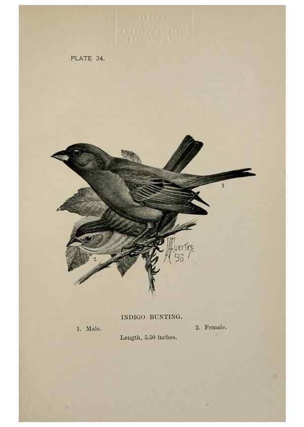 Reproducción/Reproduction 7180172259: Birdcraft :. New York :Macmillan Co.,c1897.