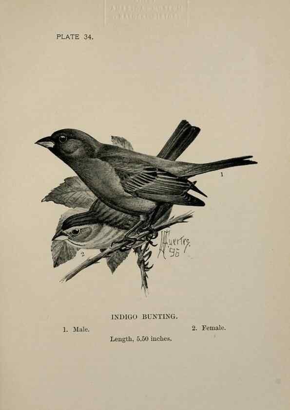 Reproducción/Reproduction 7180172259: Birdcraft :. New York :Macmillan Co.,c1897.