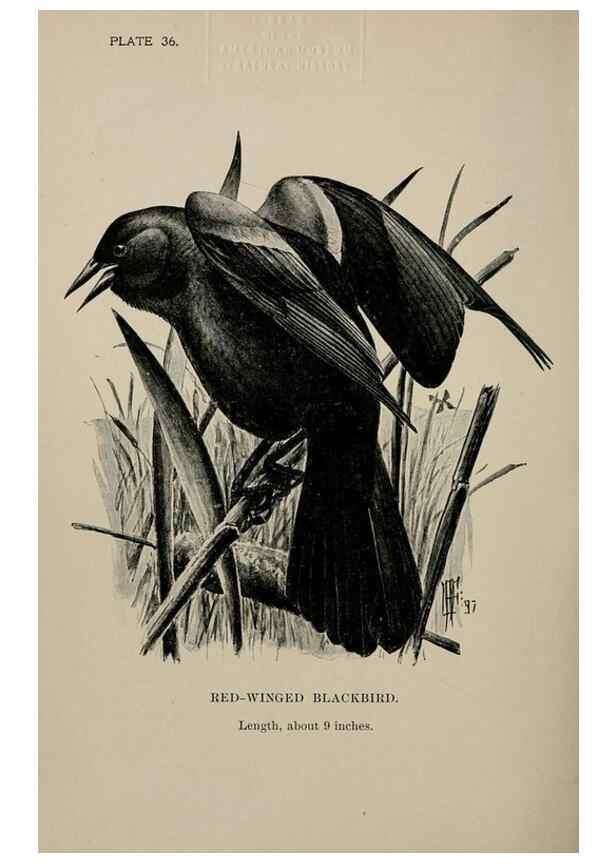 Reproducción/Reproduction 7365403140: Birdcraft :. New York :Macmillan Co.,c1897.