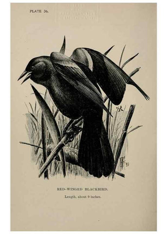 Reproducción/Reproduction 7365403140: Birdcraft :. New York :Macmillan Co.,c1897.