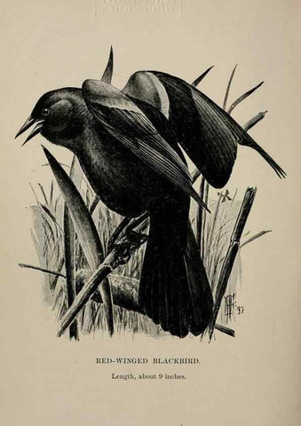 Reproducción/Reproduction 7365403140: Birdcraft :. New York :Macmillan Co.,c1897.