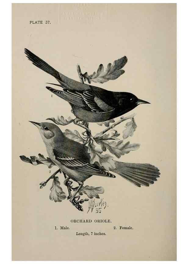 Reproducción/Reproduction 7180175827: Birdcraft :. New York :Macmillan Co.,c1897.