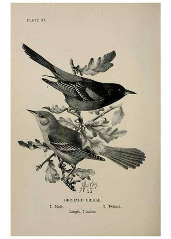 Reproducción/Reproduction 7180175827: Birdcraft :. New York :Macmillan Co.,c1897.