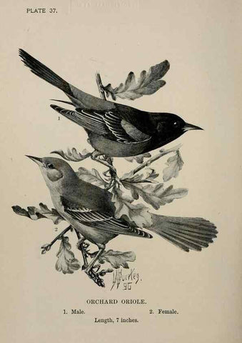 Reproducción/Reproduction 7180175827: Birdcraft :. New York :Macmillan Co.,c1897.
