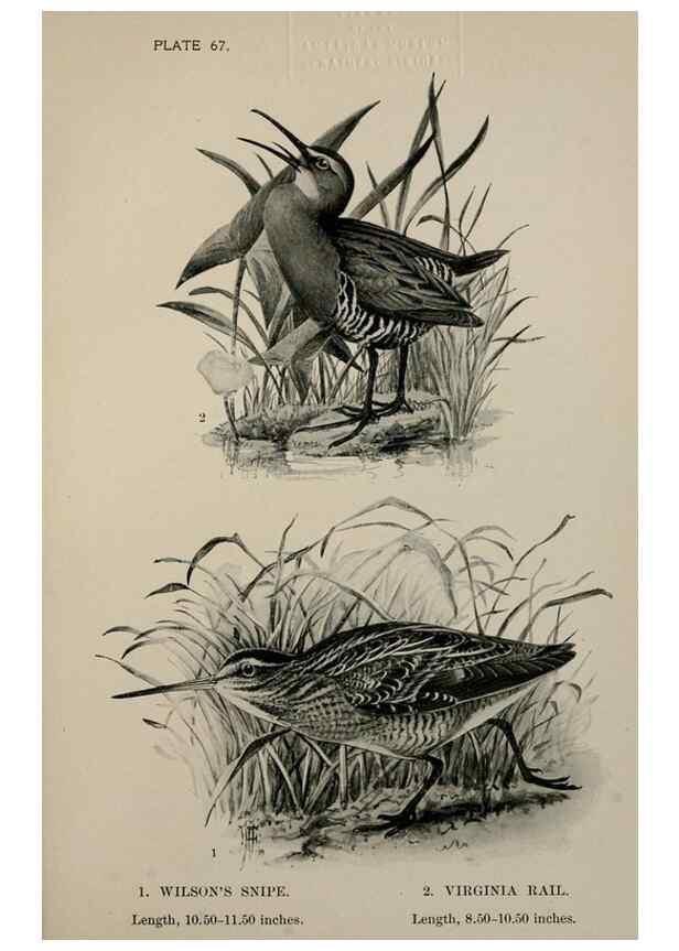 Reproducción/Reproduction 7365440316: Birdcraft :. New York :Macmillan Co.,c1897.