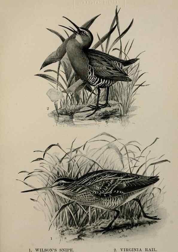 Reproducción/Reproduction 7365440316: Birdcraft :. New York :Macmillan Co.,c1897.