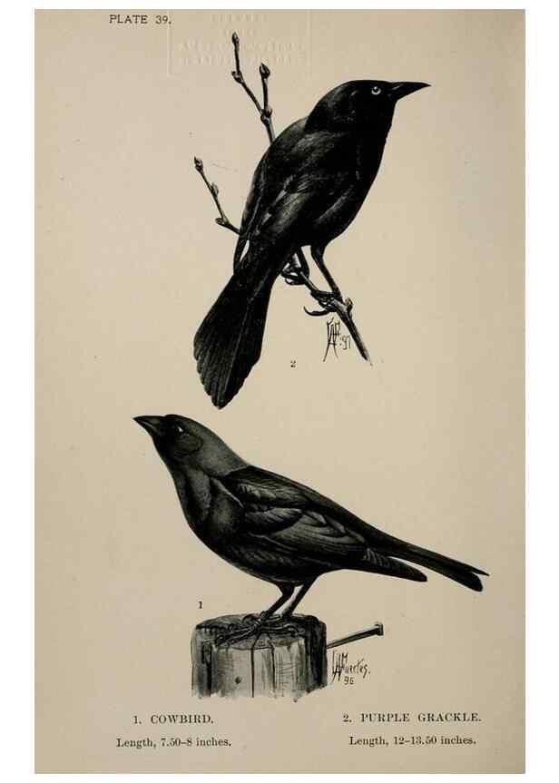 Reproducción/Reproduction 7180178131: Birdcraft :. New York :Macmillan Co.,c1897.