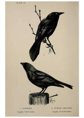 Reproducción/Reproduction 7180178131: Birdcraft :. New York :Macmillan Co.,c1897.