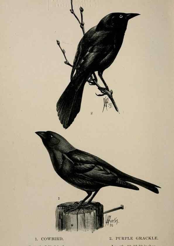 Reproducción/Reproduction 7180178131: Birdcraft :. New York :Macmillan Co.,c1897.