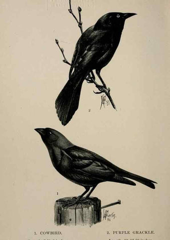 Reproducción/Reproduction 7180178131: Birdcraft :. New York :Macmillan Co.,c1897.