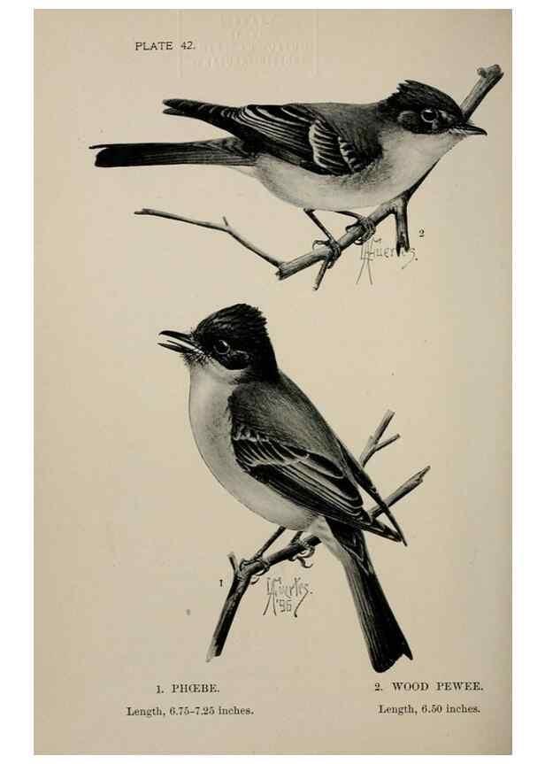 Reproducción/Reproduction 7180181259: Birdcraft :. New York :Macmillan Co.,c1897.