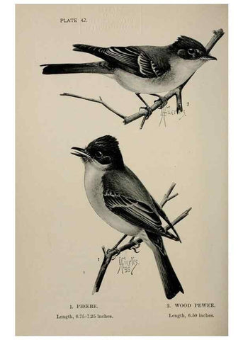Reproducción/Reproduction 7180181259: Birdcraft :. New York :Macmillan Co.,c1897.
