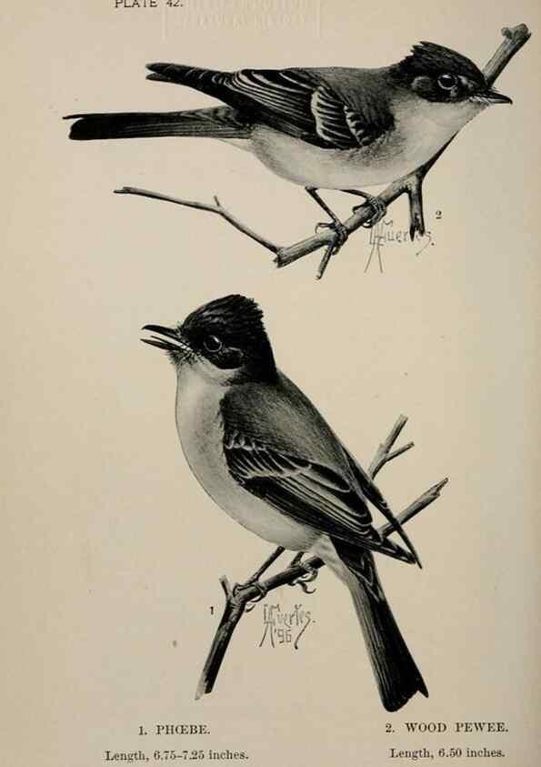 Reproducción/Reproduction 7180181259: Birdcraft :. New York :Macmillan Co.,c1897.