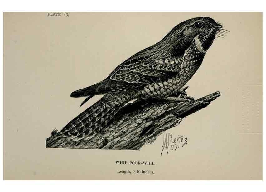 Reproducción/Reproduction 7180182565: Birdcraft :. New York :Macmillan Co.,c1897.
