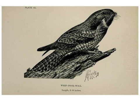 Reproducción/Reproduction 7180182565: Birdcraft :. New York :Macmillan Co.,c1897.