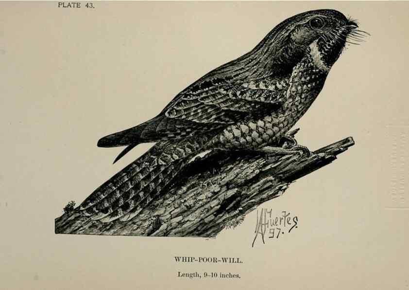 Reproducción/Reproduction 7180182565: Birdcraft :. New York :Macmillan Co.,c1897.
