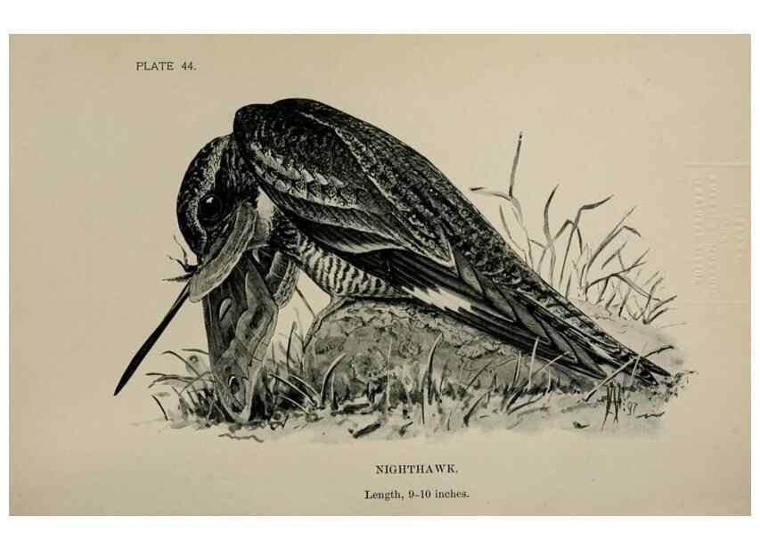 Reproducción/Reproduction 7180184135: Birdcraft :. New York :Macmillan Co.,c1897.